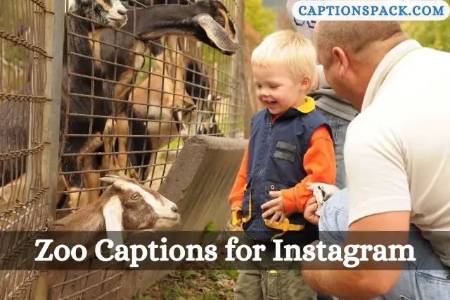 Zoo Captions for Instagram