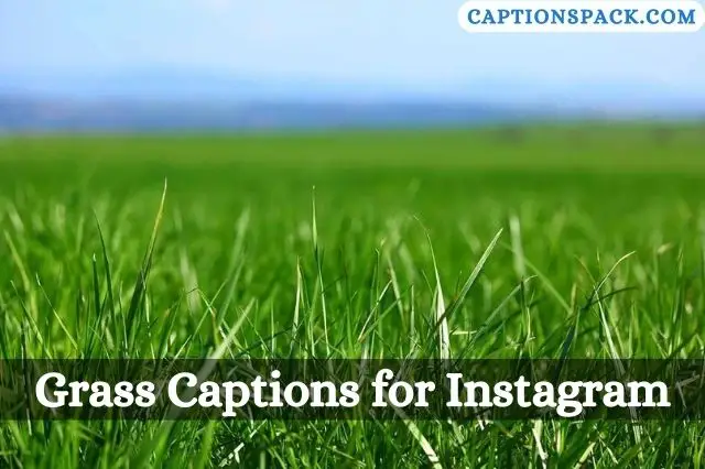Grass Captions for Instagram