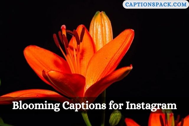 Blooming Captions for Instagram