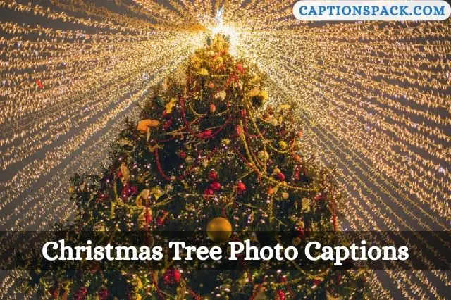 Christmas Tree Photo Captions for Instagram