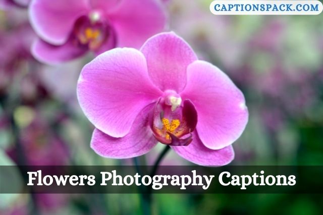 Flowers Photography Captions for Instagram