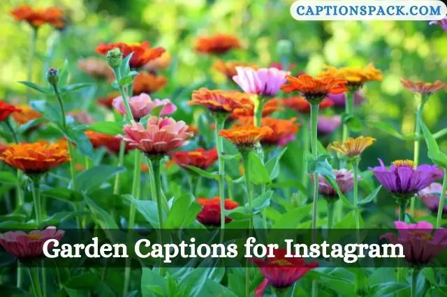 500+ Garden Captions for Instagram with Quotes