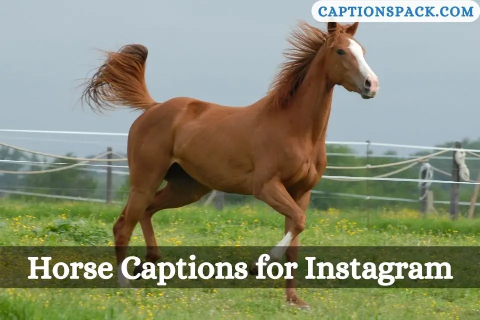 Horse Captions for Instagram