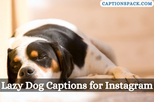 Lazy dog captions for Instagram