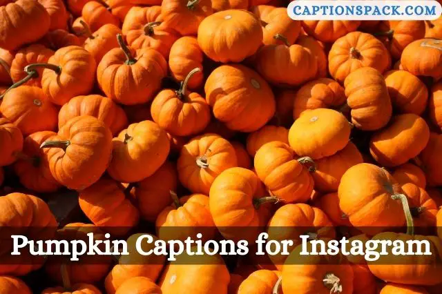 Pumpkin Captions for Instagram