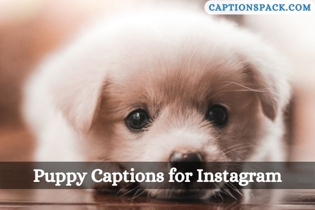 Puppy Captions for Instagram