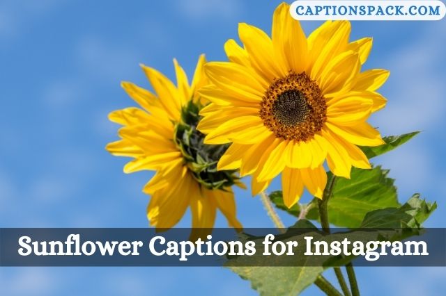 Sunflower Captions for Instagram