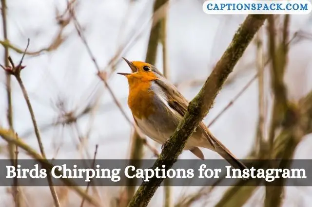 Birds Chirping Captions for Instagram