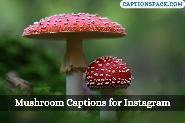 Mushroom Captions for Instagram