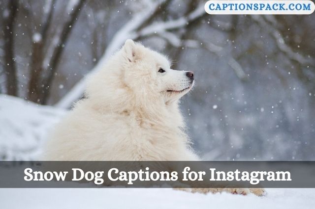 250-snow-dog-captions-for-instagram-with-quotes